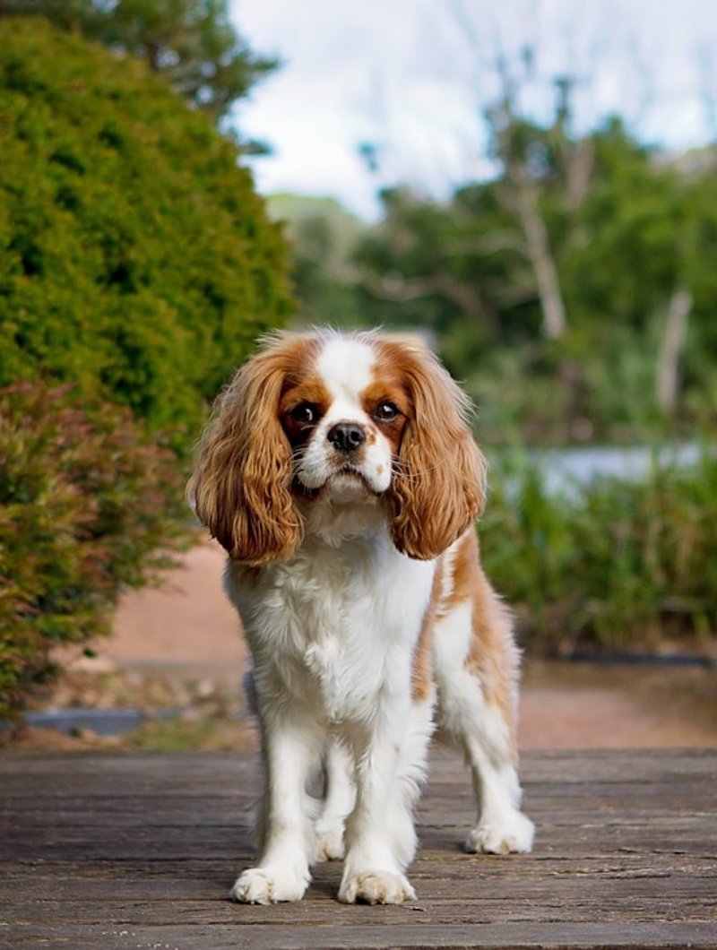 Cavalier King Charles Spaniel at three-quarter angle showing signature domed skull and silky ears