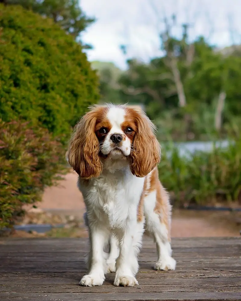 Cavalier King Charles Spaniel portrait