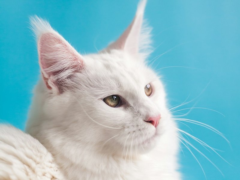 Chartreux cat woolly blue-gray coat texture in side-lighting showing dense crimped fur for AI portrait