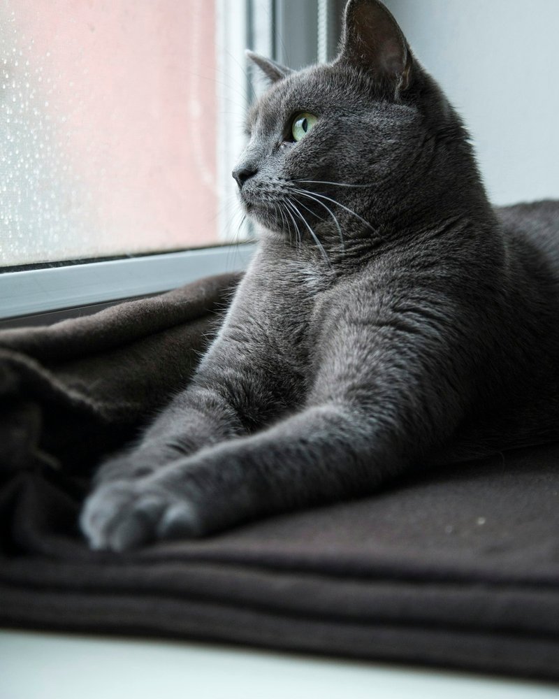 Chartreux cat face close-up showing natural smile expression and copper-orange eyes for AI portrait reference