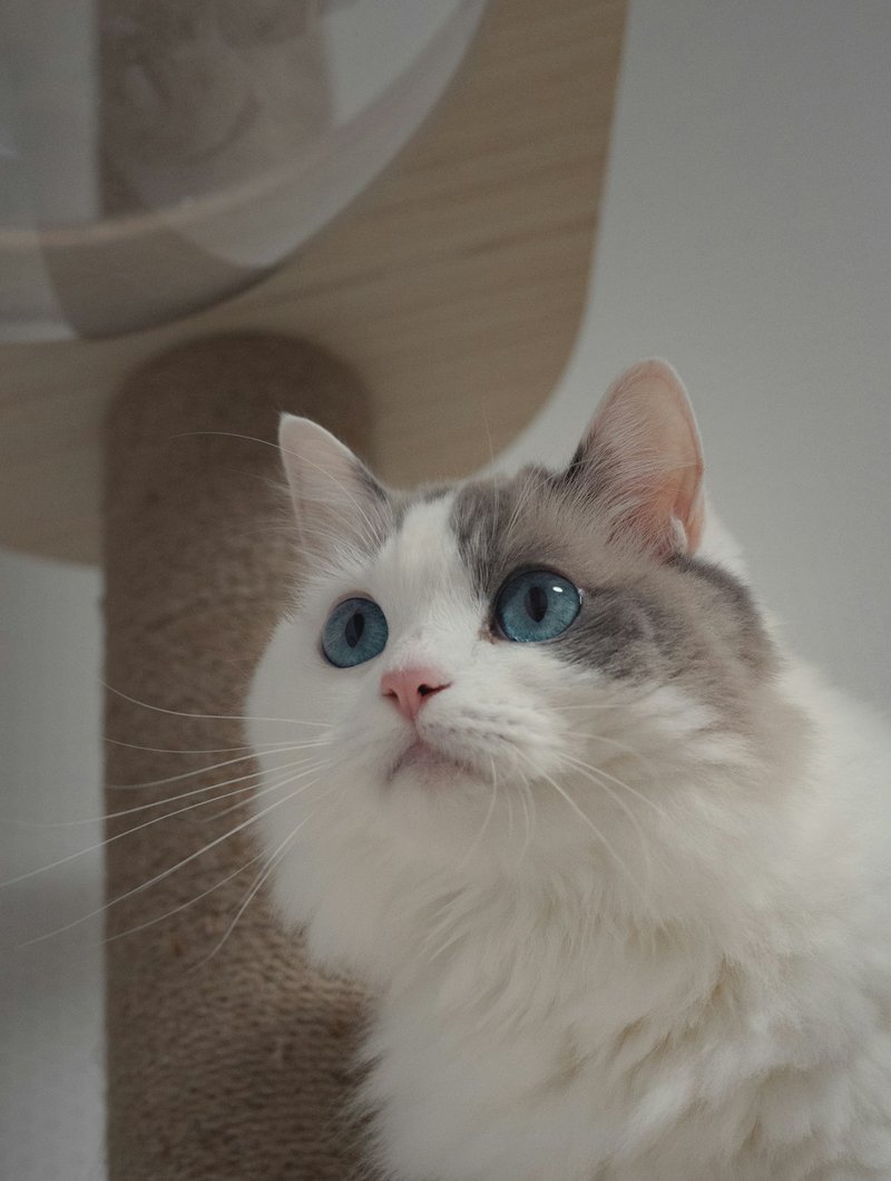 Chartreux cat with blue-gray coat and copper eyes showing natural smile expression for AI portrait