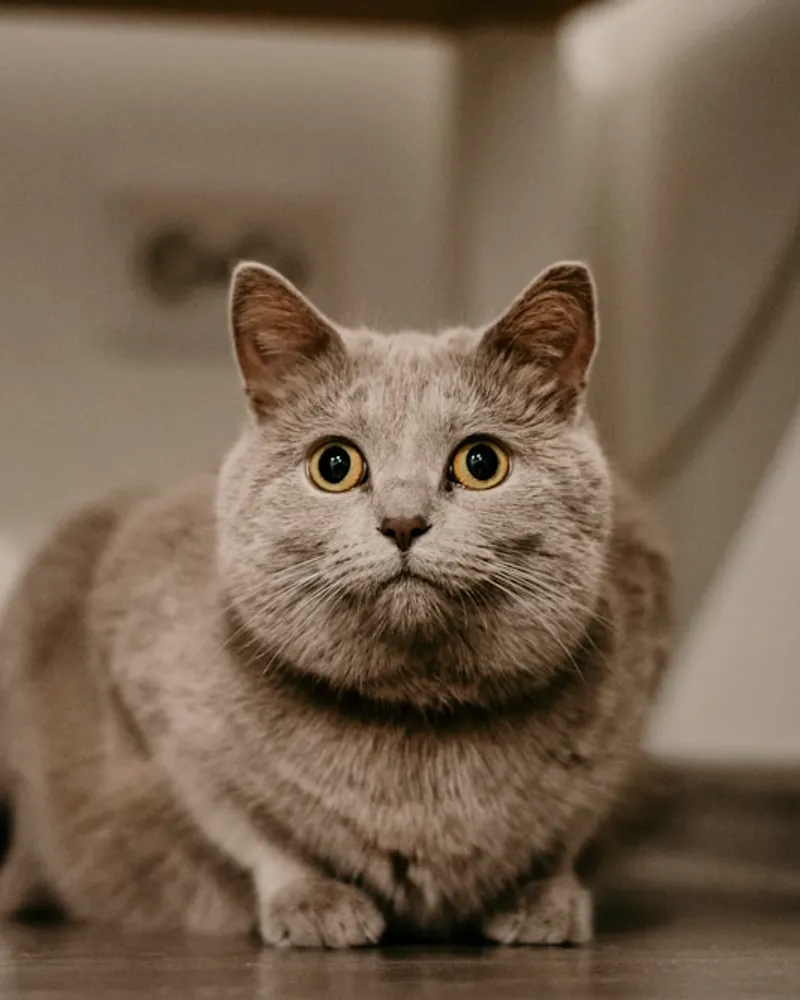 Chartreux portrait