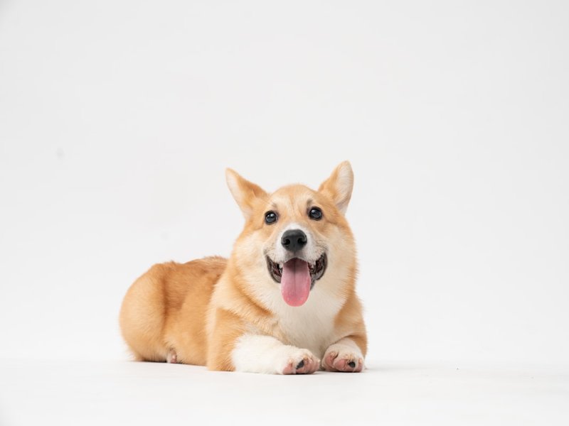 Pembroke Welsh Corgi con sorriso felice a bocca aperta in luce naturale — migliore espressione per ritratti AI