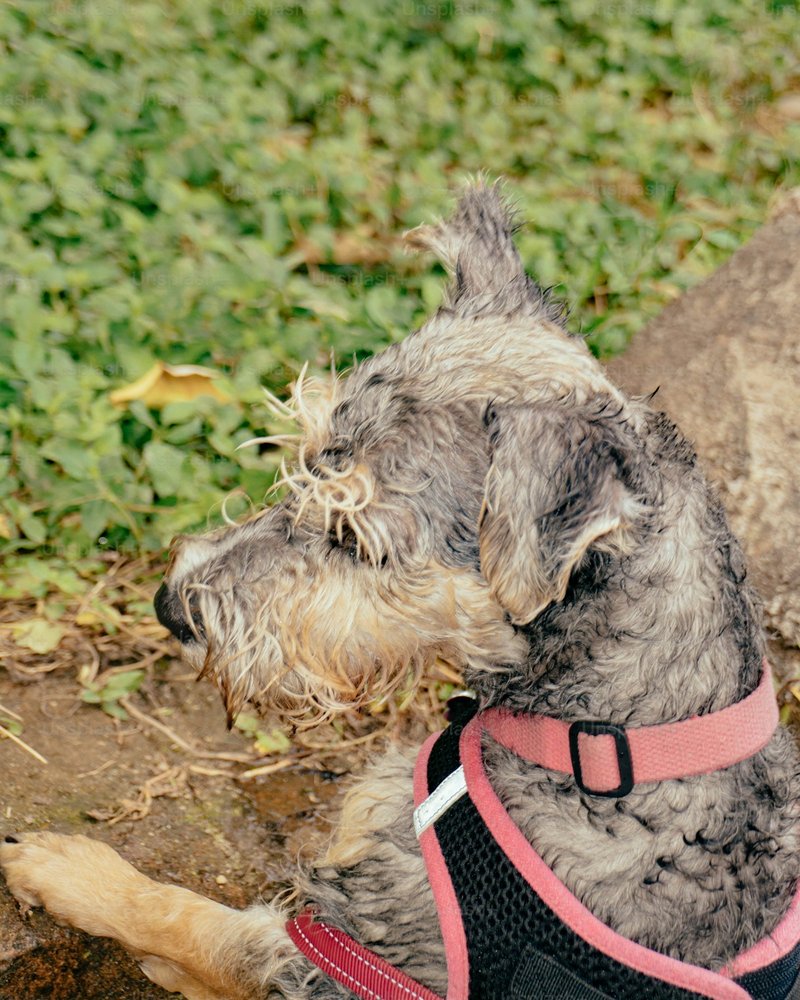 Primo piano del Pembroke Welsh Corgi che mostra il dettaglio delle orecchie appuntite e la texture del mantello rosso per ritratto AI