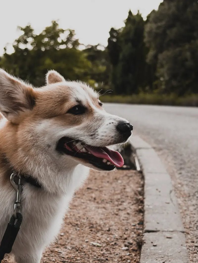 Pembroke Welsh Corgi all'altezza degli occhi che mostra viso da volpe e orecchie appuntite — angolazione ideale per ritratto AI