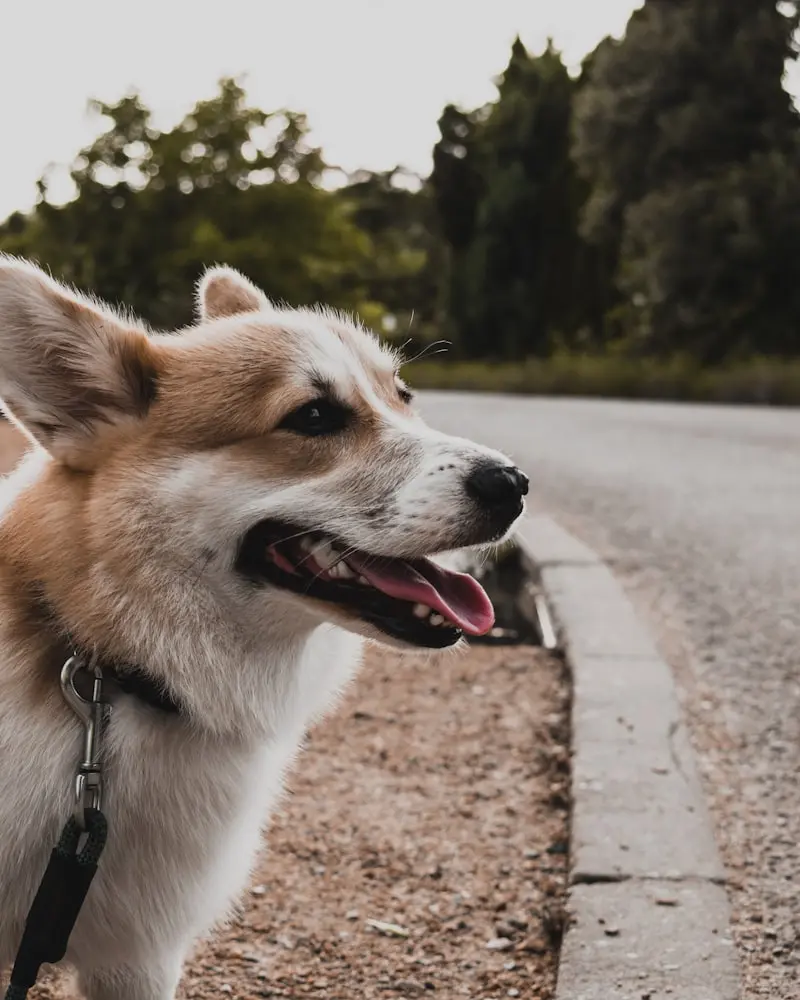 Welsh Corgi portrait