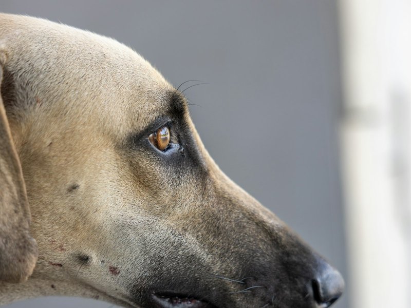 Dachshund photographed from low angle showing dignified expression for AI portrait