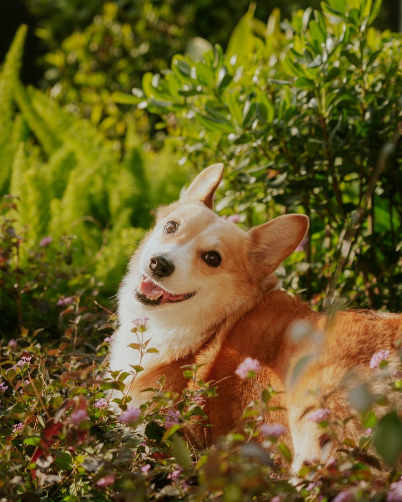 Dachshund close-up showing coat texture and ear detail for AI portrait reference
