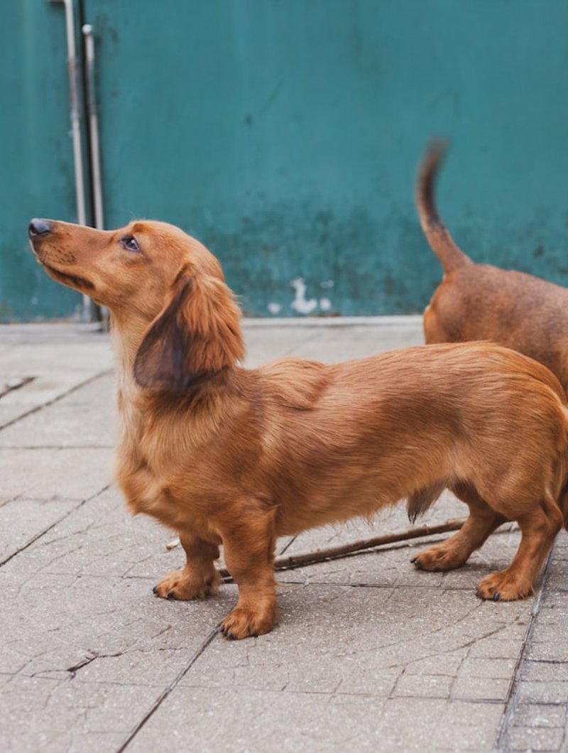 Dachshund head and chest portrait at low angle — ideal framing for AI portrait generation