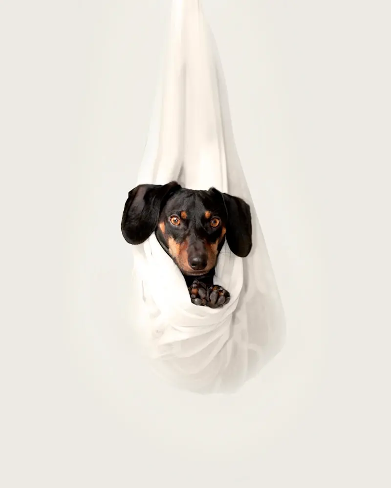 Dachshund portrait