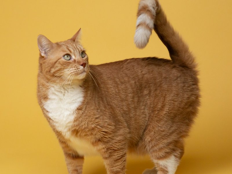 Devon Rex cat showing full ear span and curly coat texture in soft diffused light — best lighting for AI portrait upload