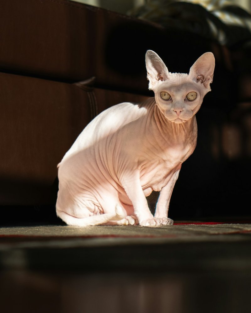 Devon Rex cat close-up showing pixie face structure, large eyes and curly coat — portrait-ready detail