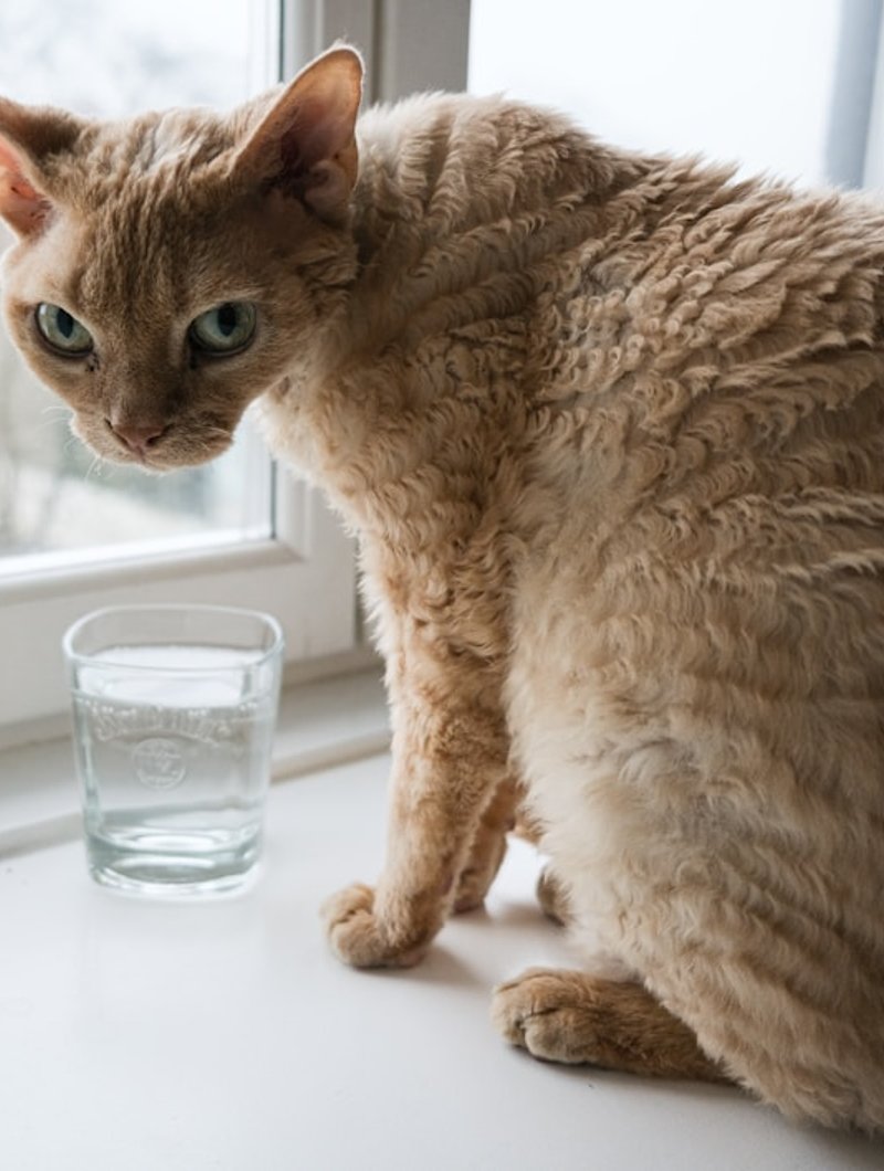Devon Rex cat front portrait showing oversized ears, large eyes and pixie face — ideal angle for AI portrait generation