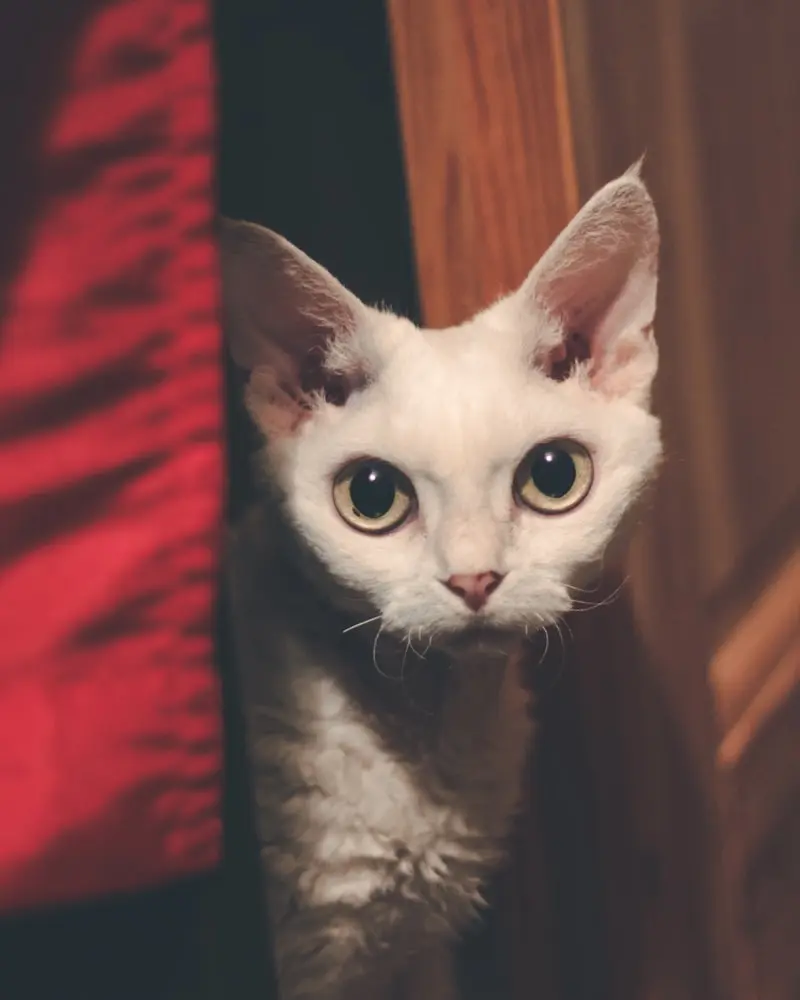 Devon Rex portrait