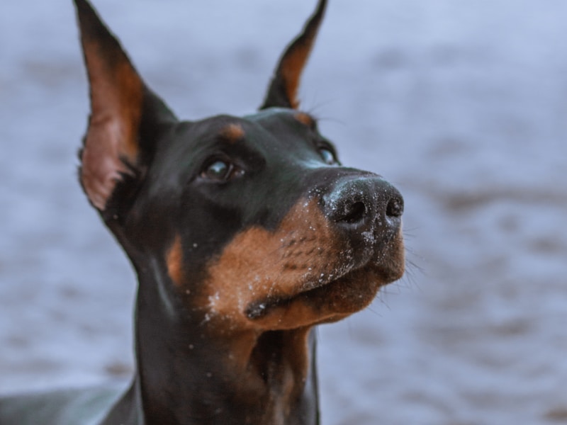 Doberman Pinscher with side lighting showing muscle definition and rust markings above eyes