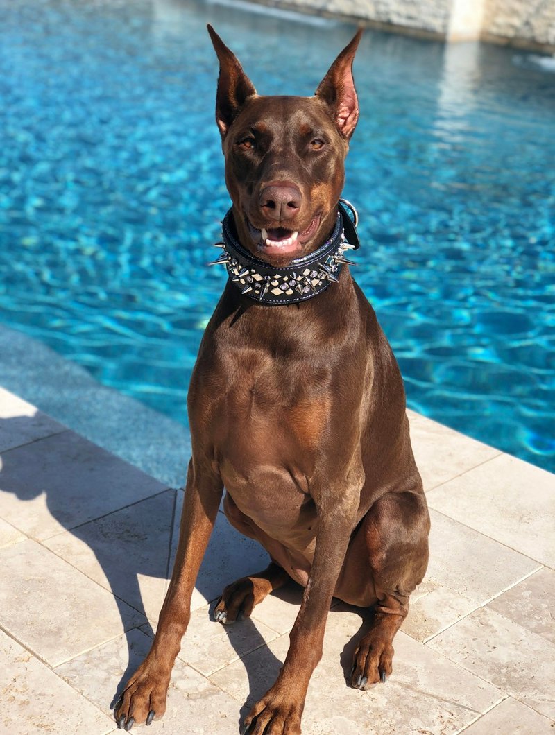 Doberman Pinscher in three-quarter standing pose showing sleek coat and rust markings for AI portrait