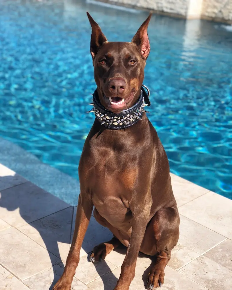 Doberman Pinscher portrait