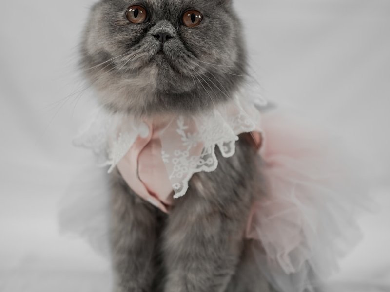 Exotic Shorthair cat in soft directional light showing dense plush coat texture and round facial features — best lighting for AI portrait upload