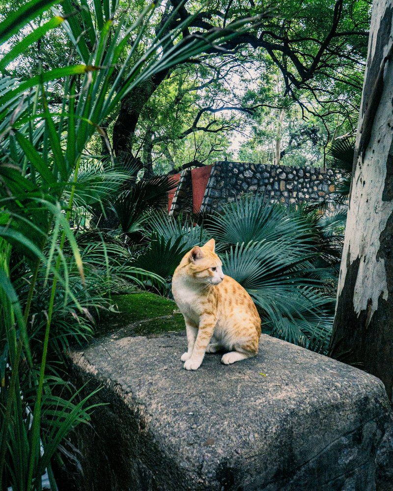 Exotic Shorthair cat close-up showing clean flat face, round eyes and dense plush coat — portrait-ready condition