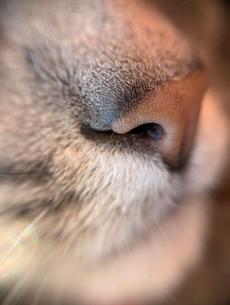 Exotic Shorthair cat front portrait showing flat Persian face, large round eyes and plush coat — ideal angle for AI portrait generation