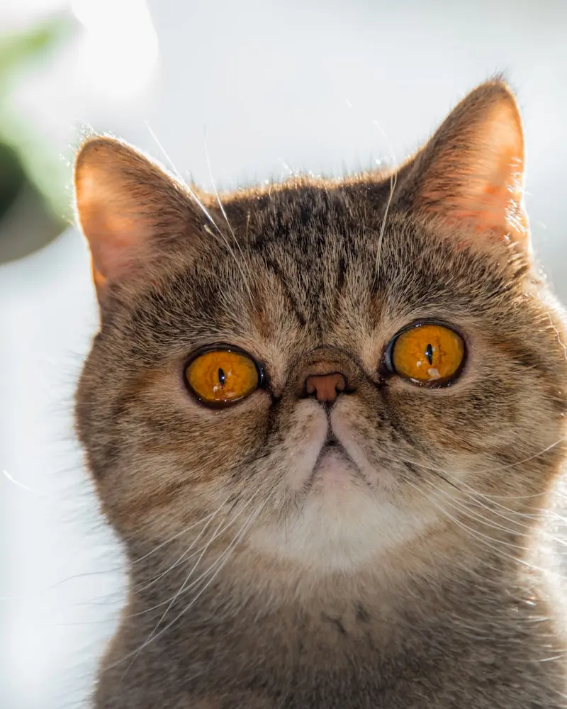 Exotic Shorthair portrait