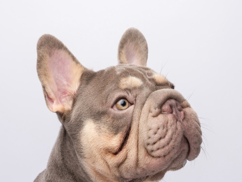 French Bulldog in diffused natural light showing wrinkle detail for AI portrait generation
