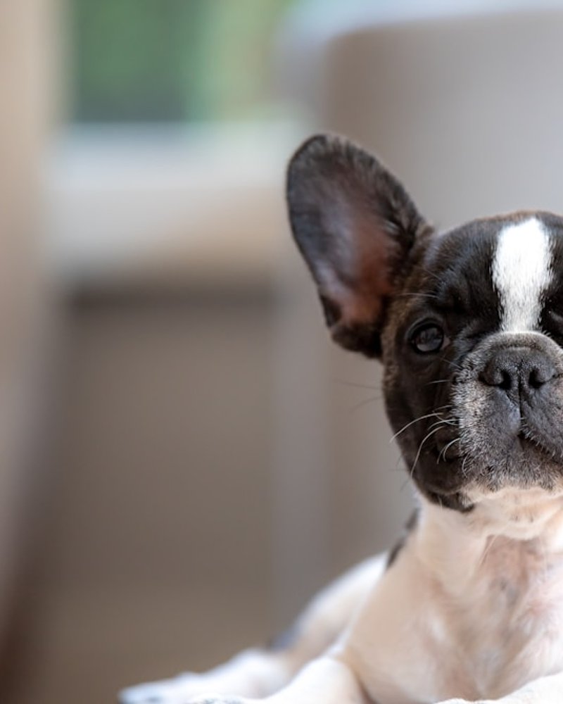 Brindle French Bulldog close-up showing coat pattern detail for AI pet portrait