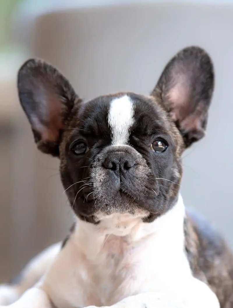 French Bulldog facing camera with symmetrical bat ears — ideal composition for AI portrait