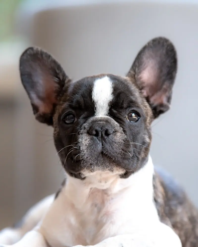 French Bulldog portrait