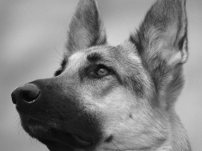 German Shepherd with alert expression and perked ears — best expression for AI portrait generation