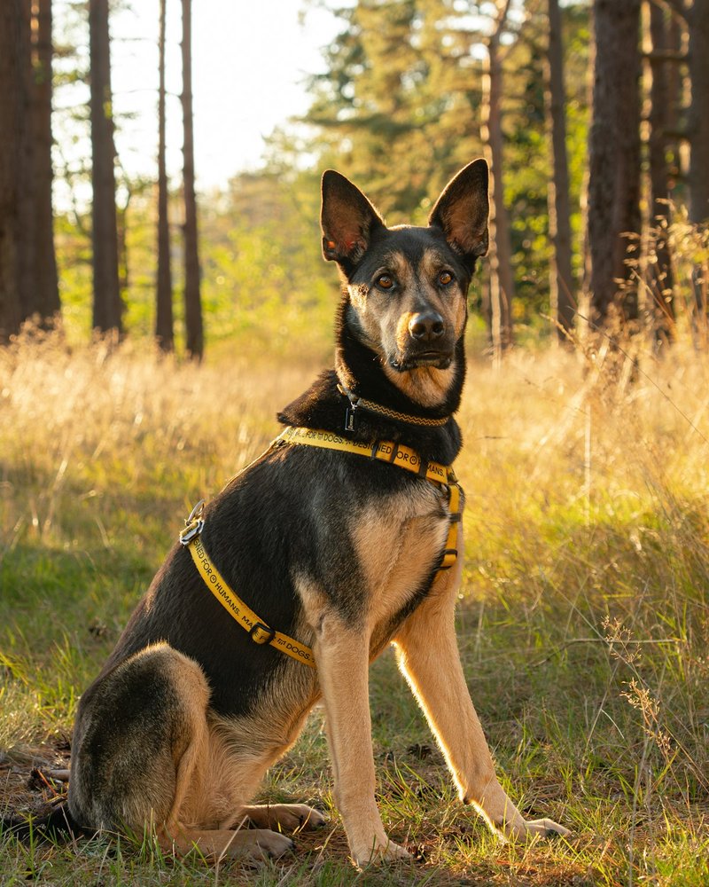 German Shepherd close-up showing dark facial mask detail and tan saddle contrast