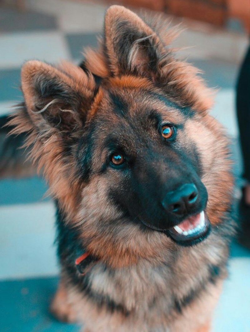 German Shepherd three-quarter portrait showing dark mask contrast and upright ears