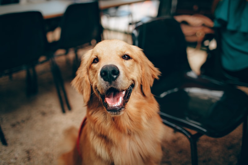 Golden Retriever in warm golden hour sunlight showing rich coat color and texture