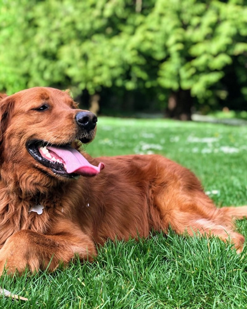Golden Retriever with clean dry coat showing detailed fur texture for AI portrait reference