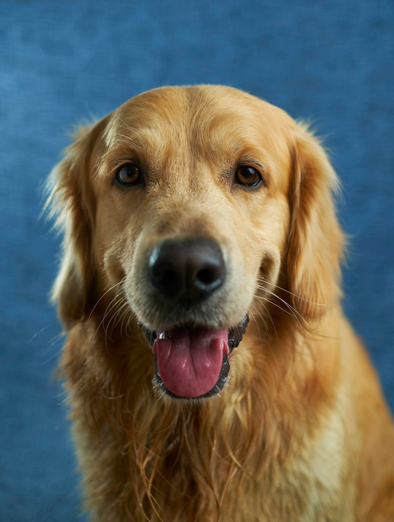 Golden Retriever at three-quarter angle showing symmetrical face and warm amber coat — ideal for AI portrait generation