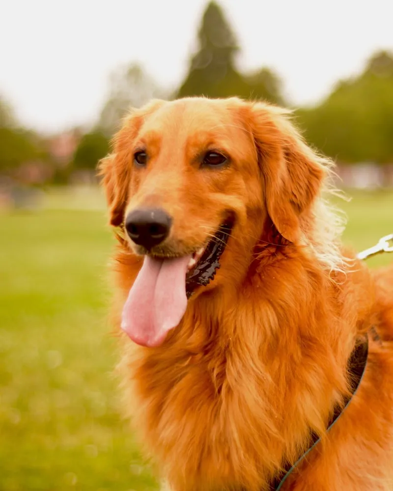 Golden Retriever portrait