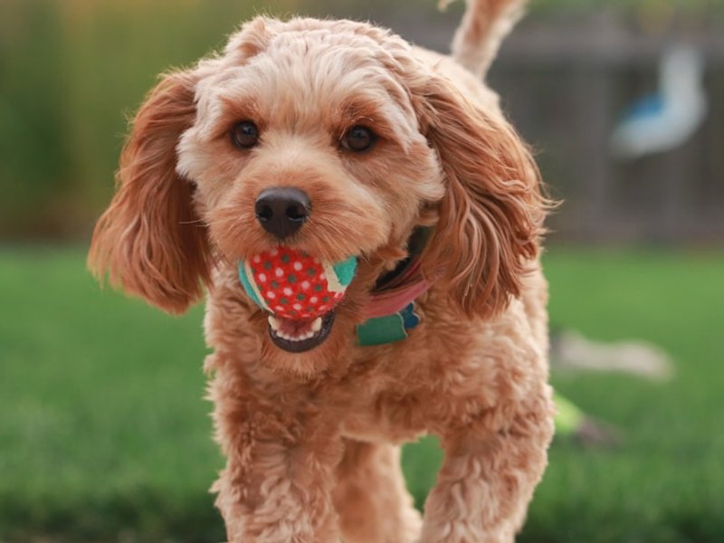 Goldendoodle in natural side-lighting showing wavy coat texture for AI portrait reference