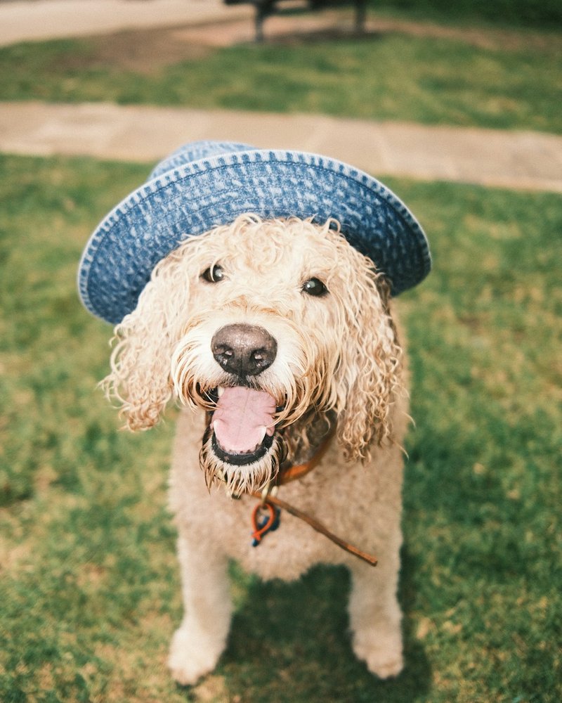 Goldendoodle with natural unstyled coat showing texture variety for AI portrait generation