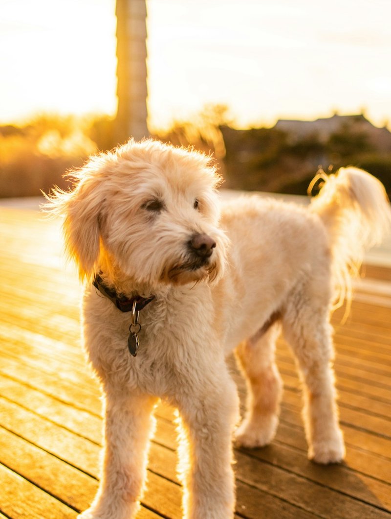 Goldendoodle with wavy coat at three-quarter angle — ideal framing for AI portrait generation
