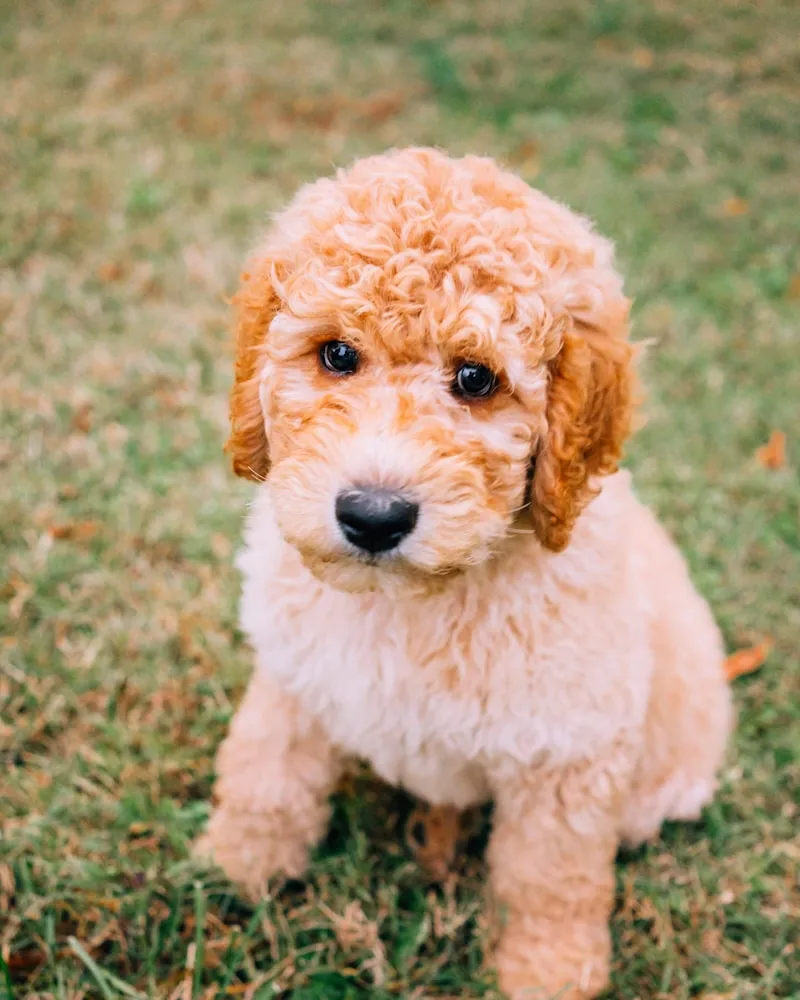 Goldendoodle portrait