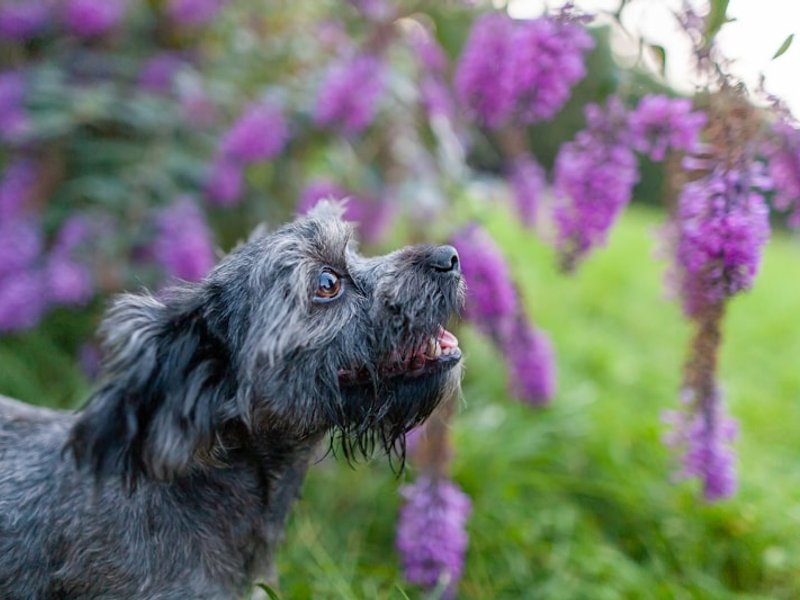 Temiz ipeksi tüylü Havanese yakın çekim — AI portre için doku detayı