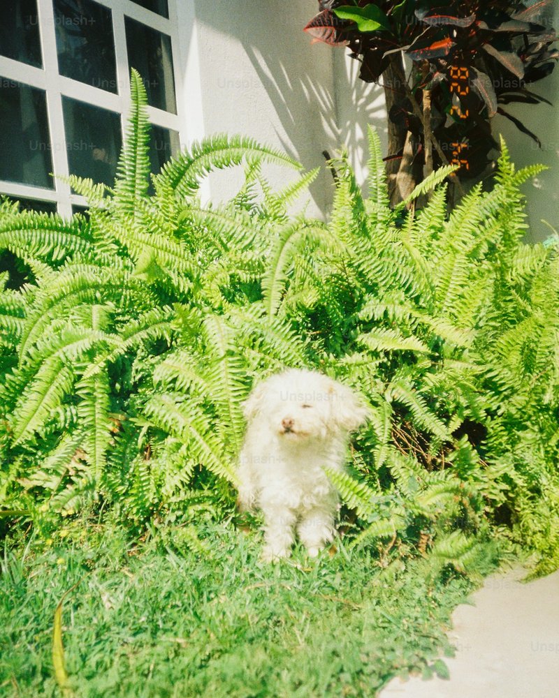 Açık ağız gülümseyen Havanese, gözler görünür — AI portre için ideal ifade