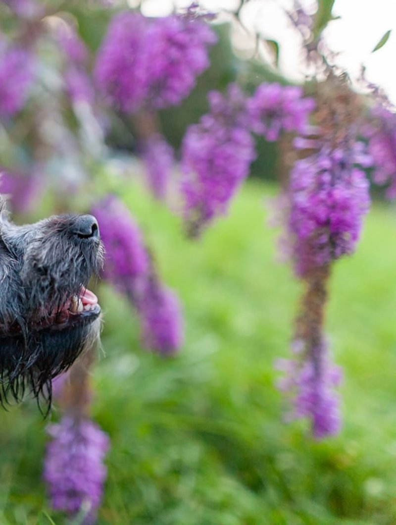 İpeksi tüylü Havanese üç çeyrek açı — AI portre için ideal kadraj