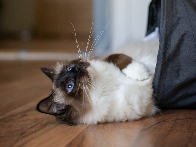Himalayan cat in diffused natural light showing balanced color point and cream coat exposure — best lighting for AI portrait uploads