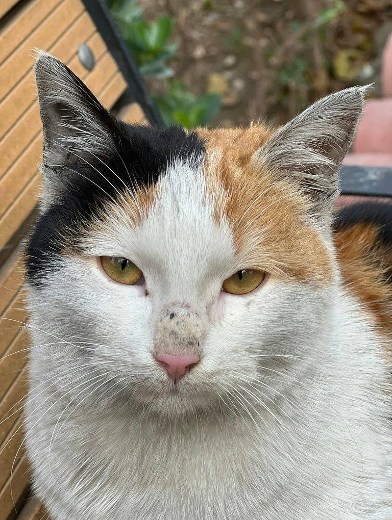 Himalayan cat front-on portrait showing dark color points and blue eyes against cream coat — ideal for AI portrait generation