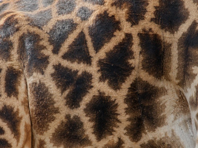 Japanese Bobtail calico mi-ke pattern in even lighting — ideal for AI portrait color accuracy