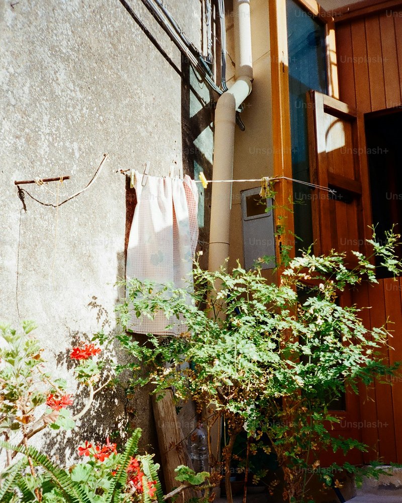 Japanese Bobtail pom-pom bobbed tail close-up showing unique curl pattern