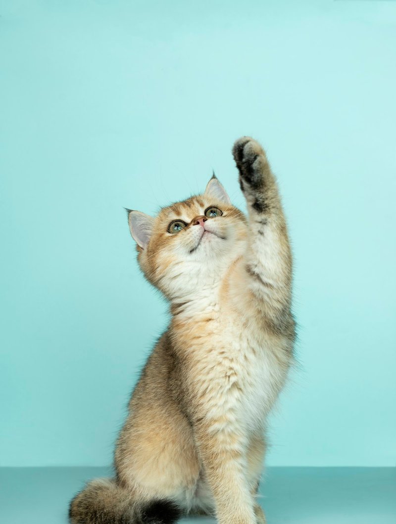 Japanese Bobtail at three-quarter angle showing triangular face and calico pattern for AI portrait