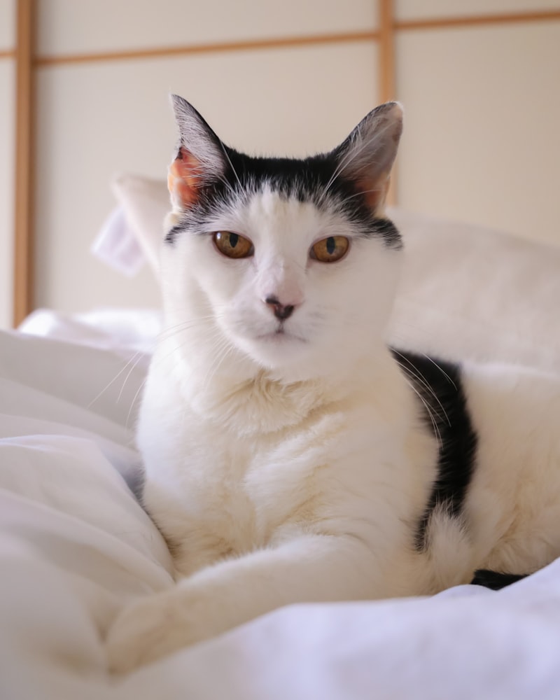 Japanese Bobtail portrait