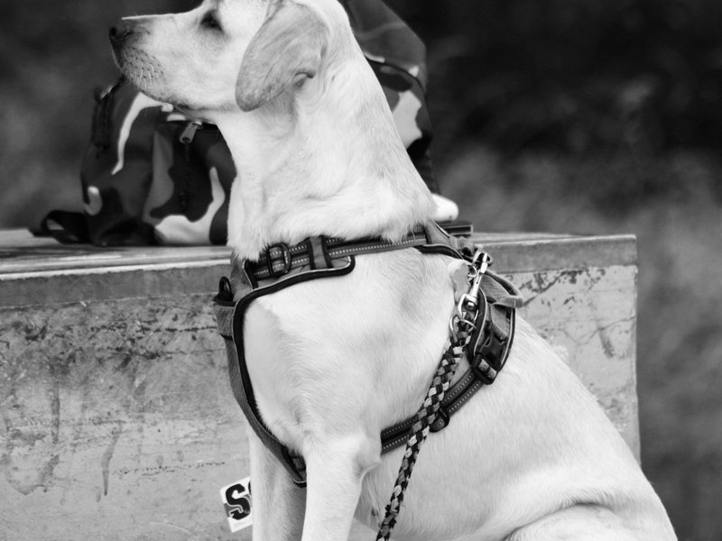 Black Labrador Retriever properly lit showing facial detail — key for AI portrait quality